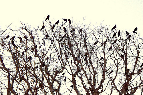 A murder of crows